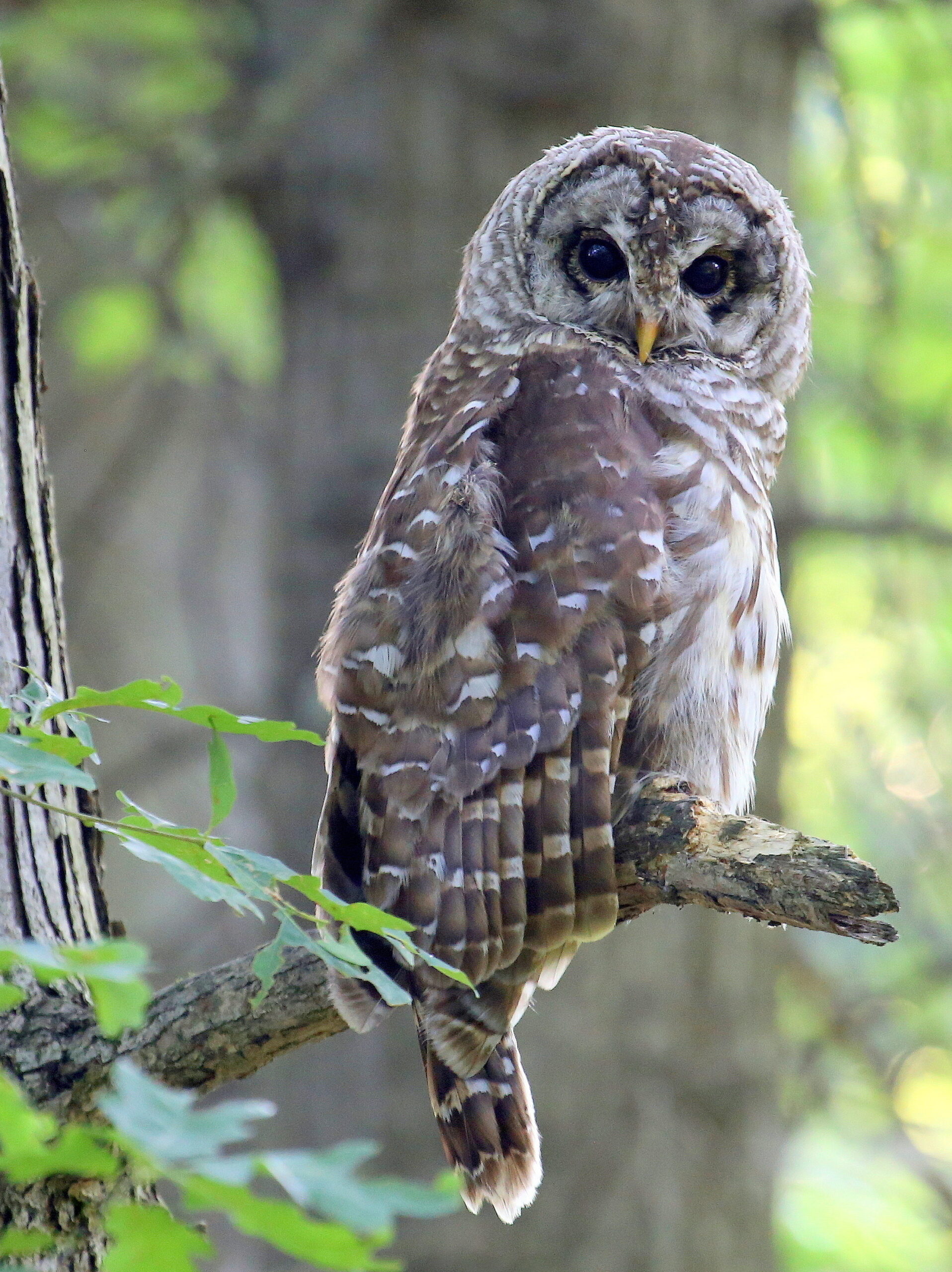 Barred Owl