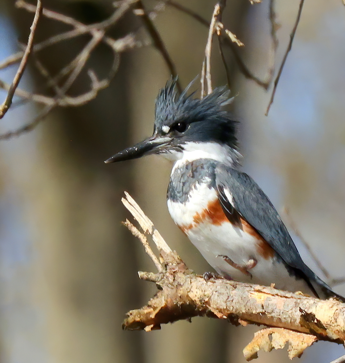Kingfisher Kayaking Mosquito Lake