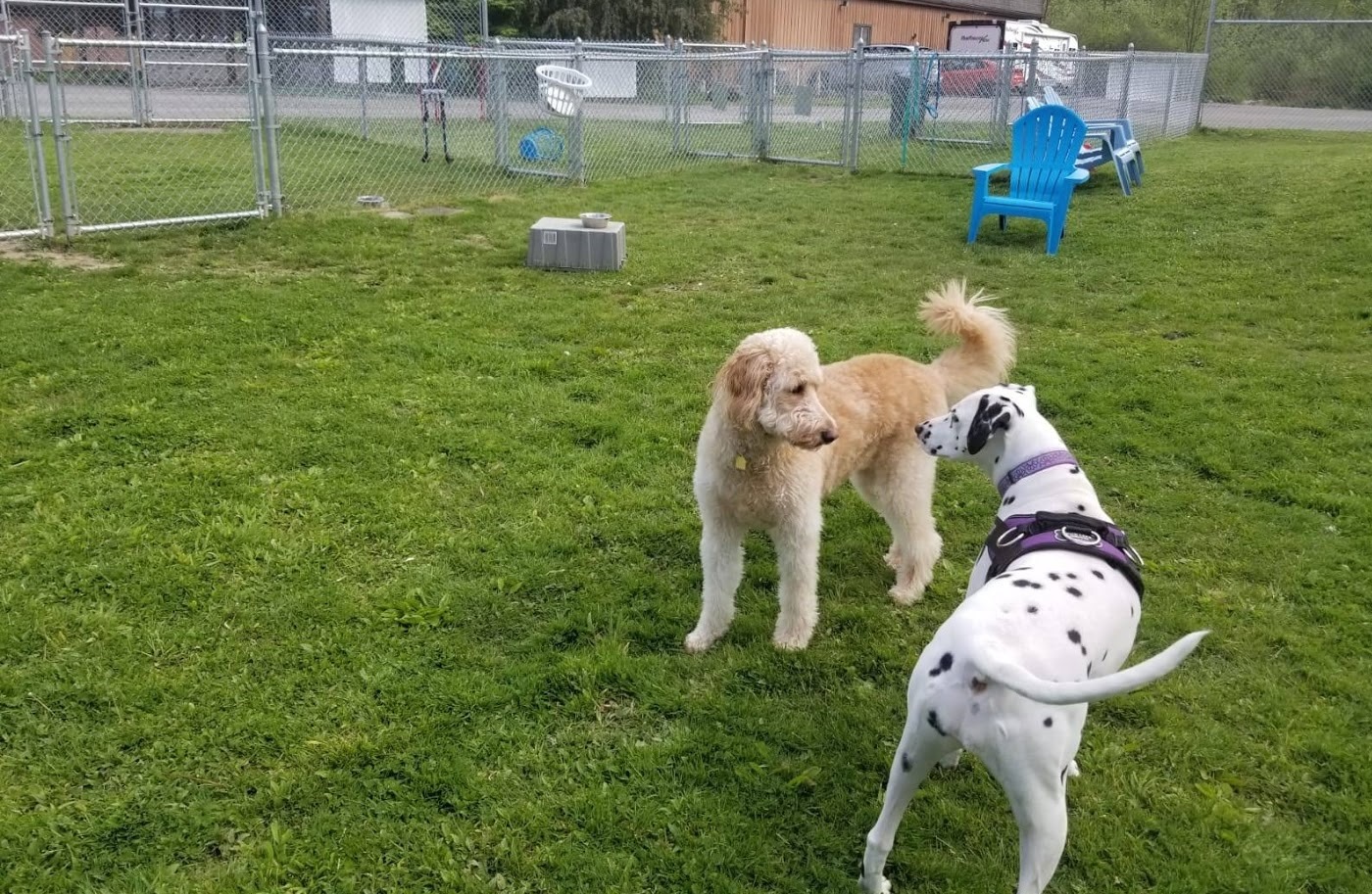 Scentral Park at Hubbard Pet Resort in Northeast Ohio