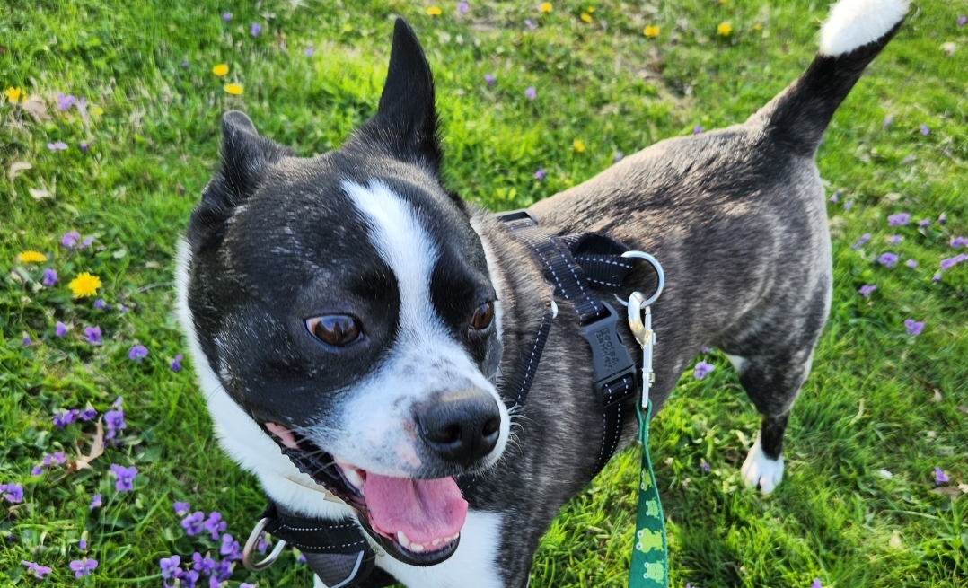 Pawsitive Feedback: A Dog's Review of Trumbull County's Bark-Worthy Dog Parks in Northeast Ohio