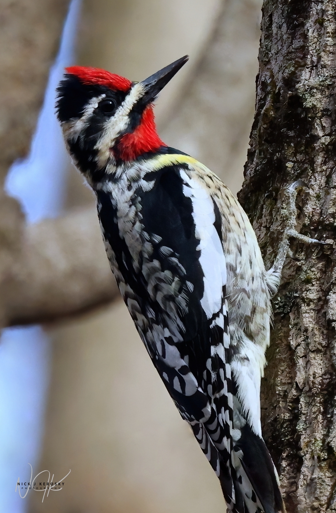 Yellow-bellied Sap Sucker